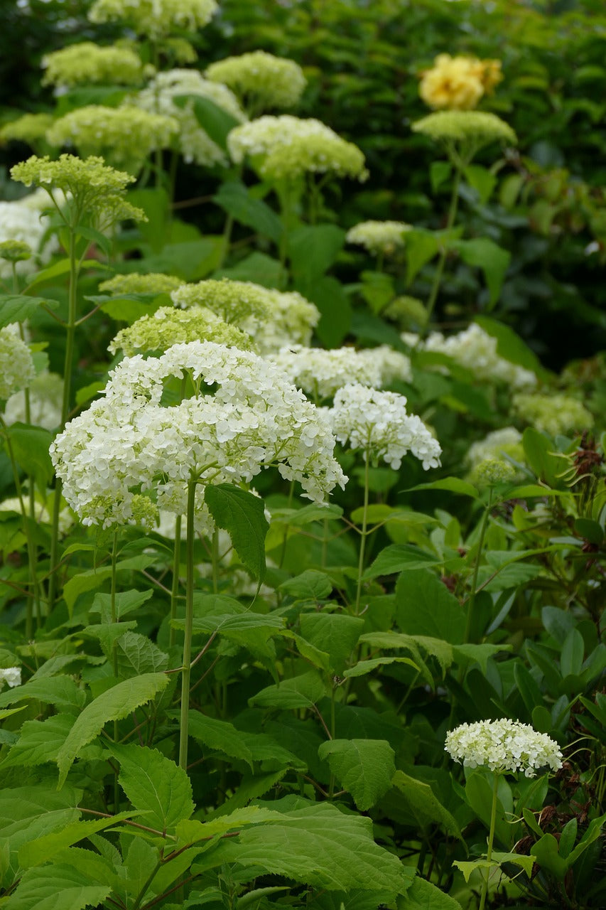 Hydrangea arborescens 'Annabelle'