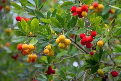 Arbutus unedo - Strawberry tree