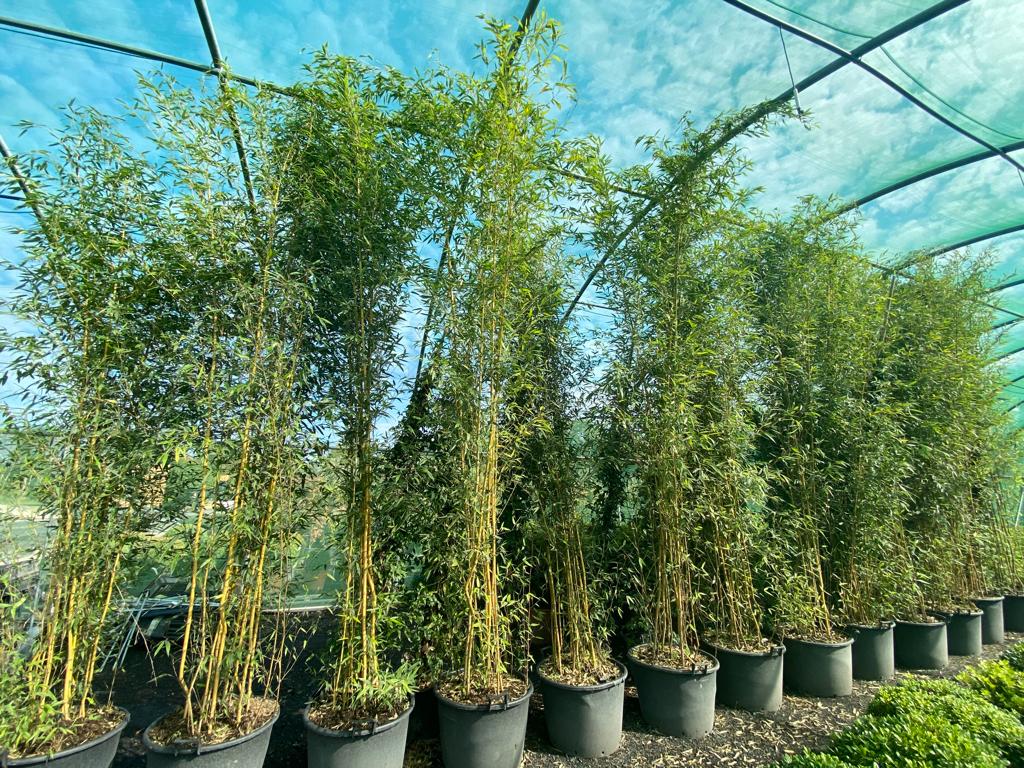 Phyllostachys aurea - Golden Bamboo