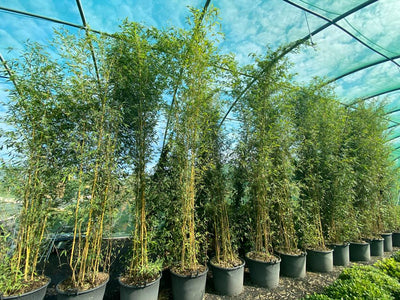 Phyllostachys aurea - Golden Bamboo