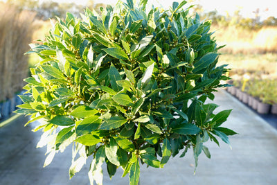 Laurus nobilis - Bay laurel