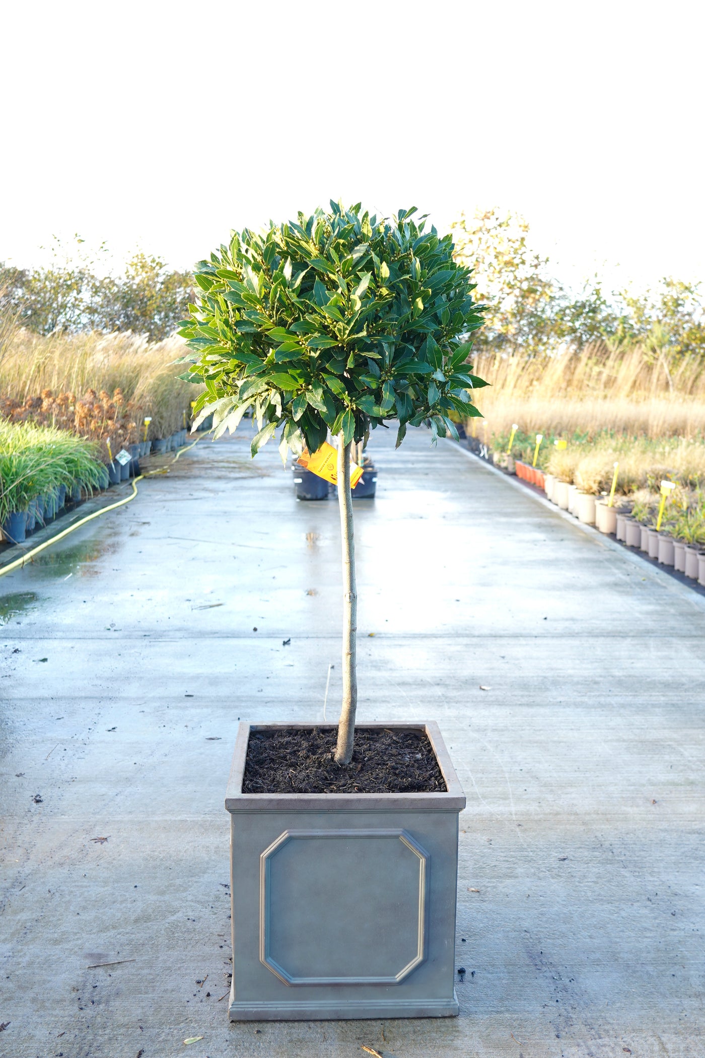 Laurus nobilis - Bay laurel