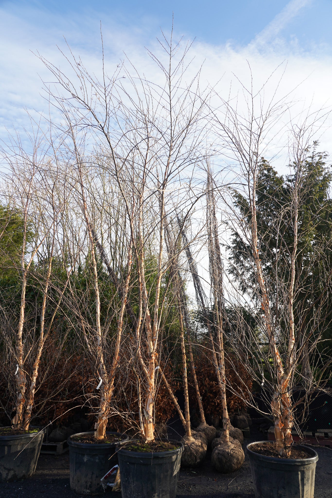 Betula nigra multistem - River birch