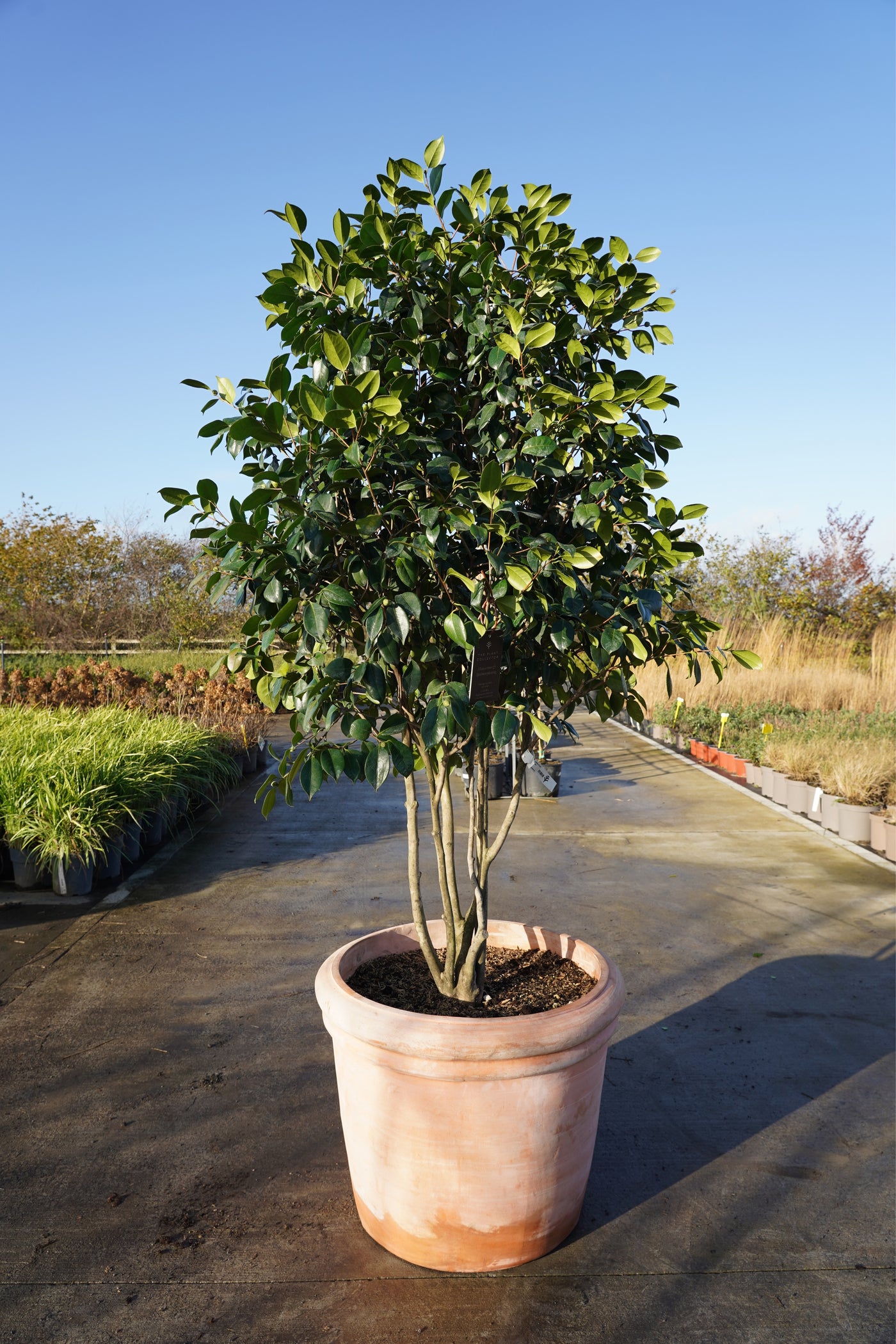 Camellia japonica 'Yakimi Gurumi'