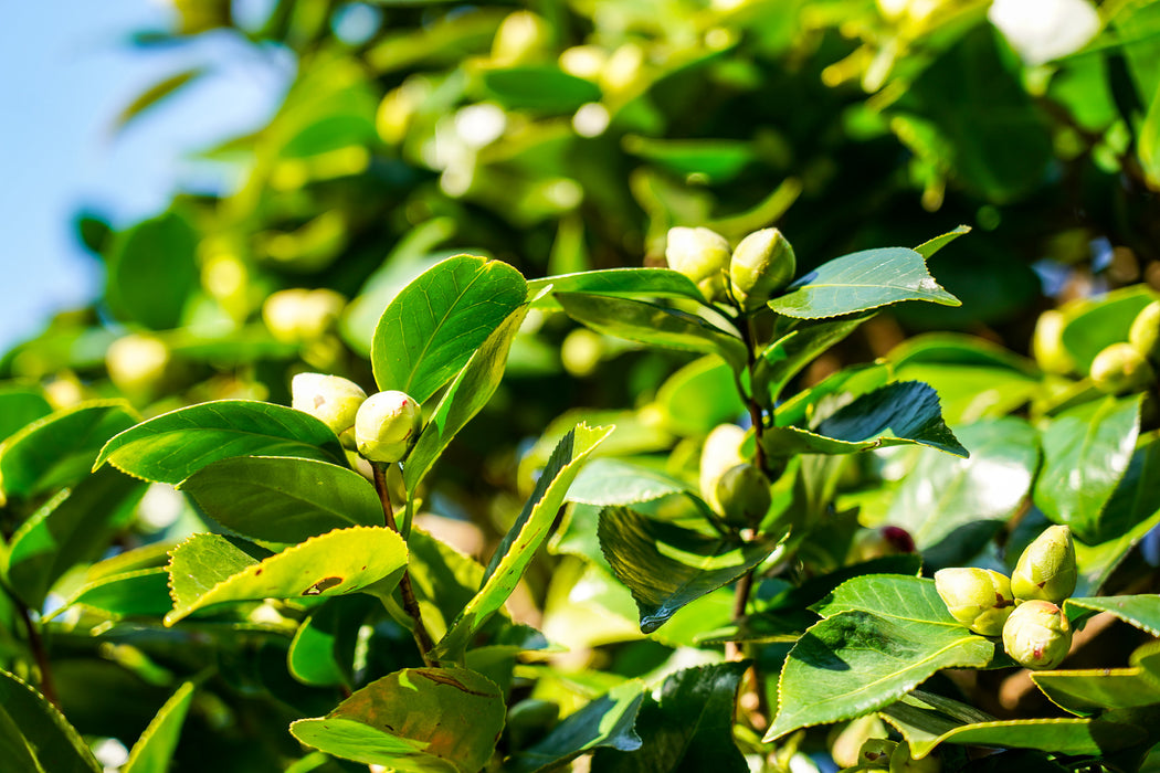 Camellia japonica 'Te Deum' - Japanese camellia