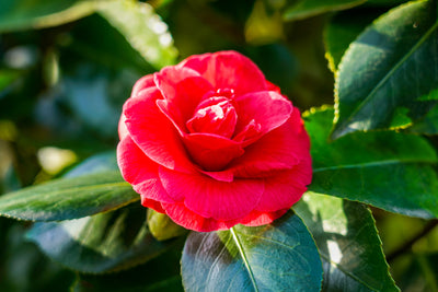 Camellia japonica 'Te Deum' - Japanese camellia