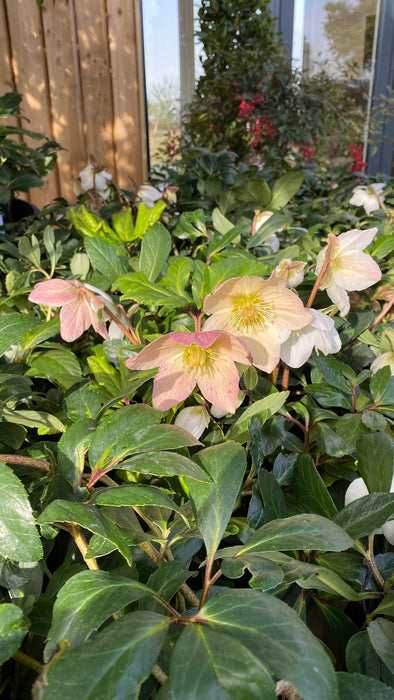 Helleborus niger - Hellebore