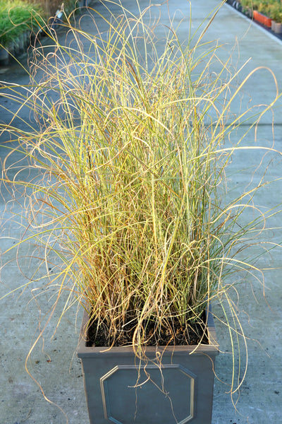Miscanthus sinensis 'Morning Light' - Japanese silver grass