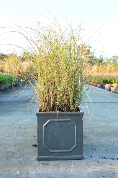 Miscanthus sinensis 'Morning Light' - Japanese silver grass