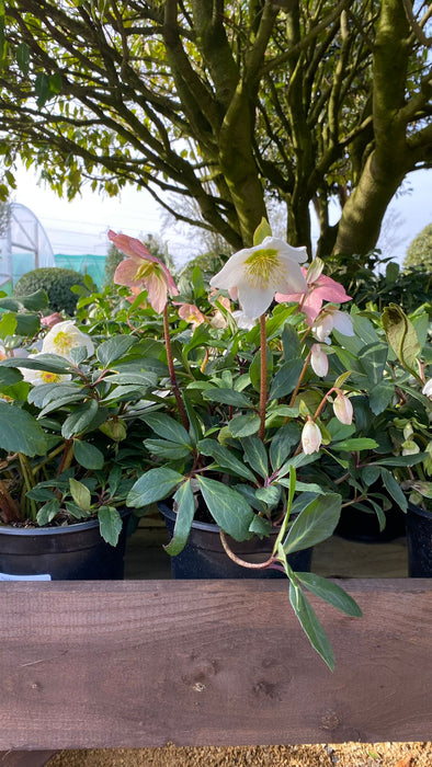 Helleborus niger - Hellebore