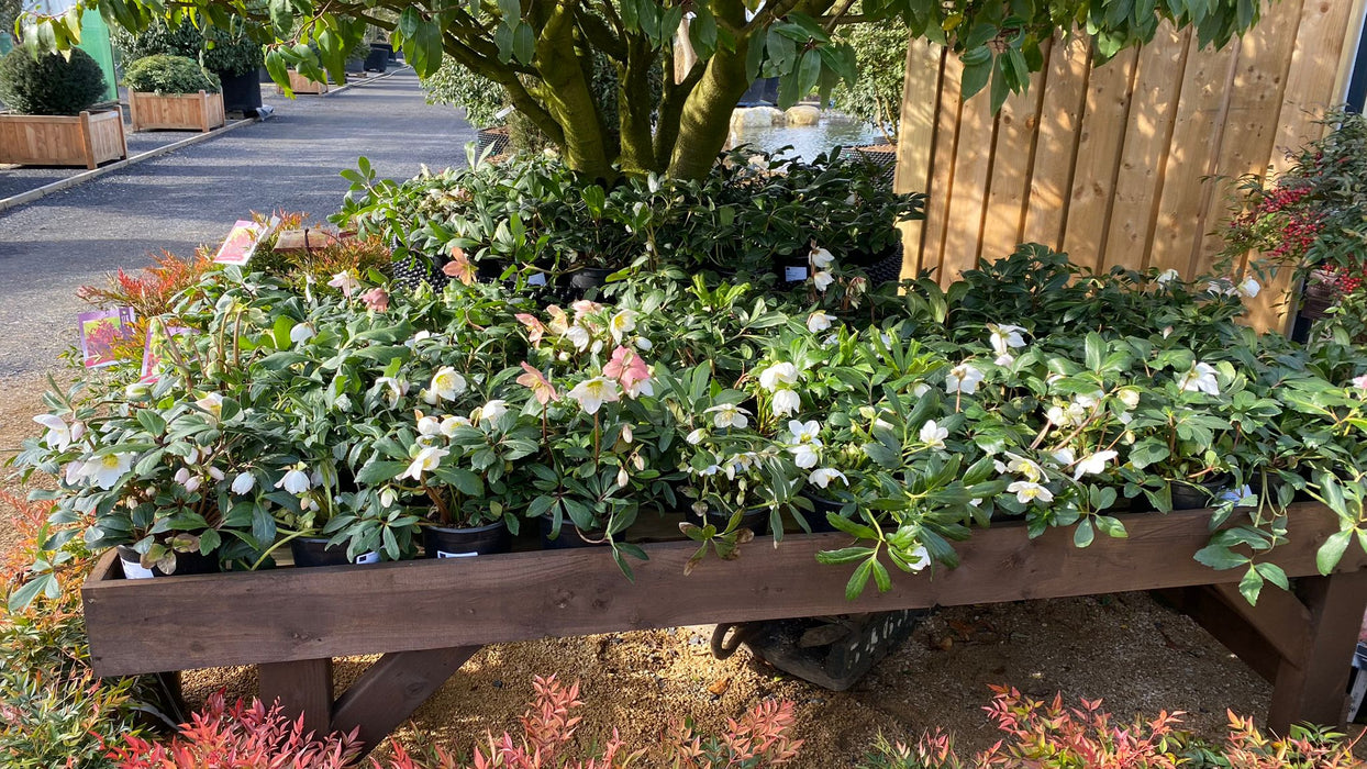 Helleborus niger - Hellebore