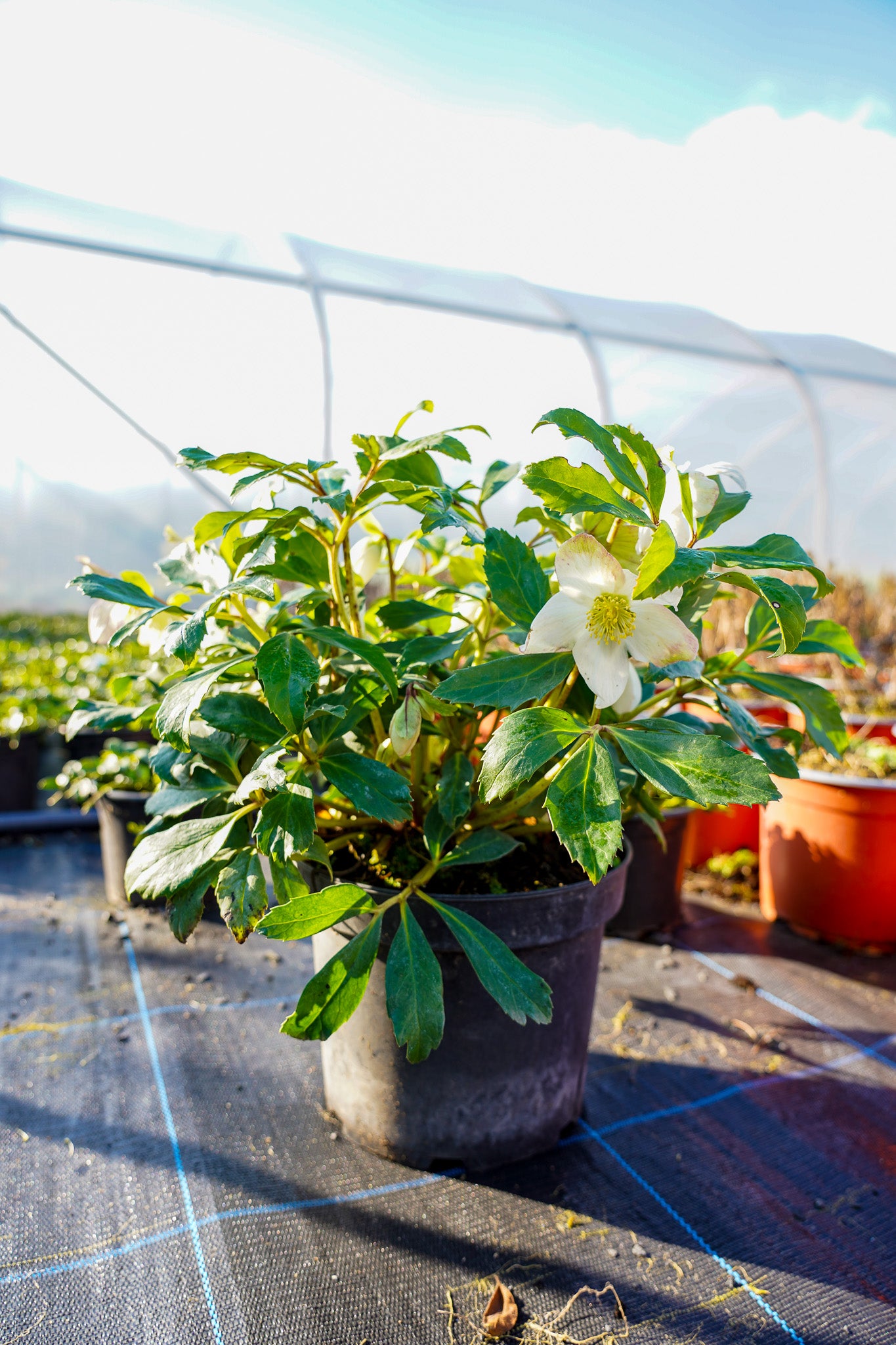 Helleborus niger - Hellebore