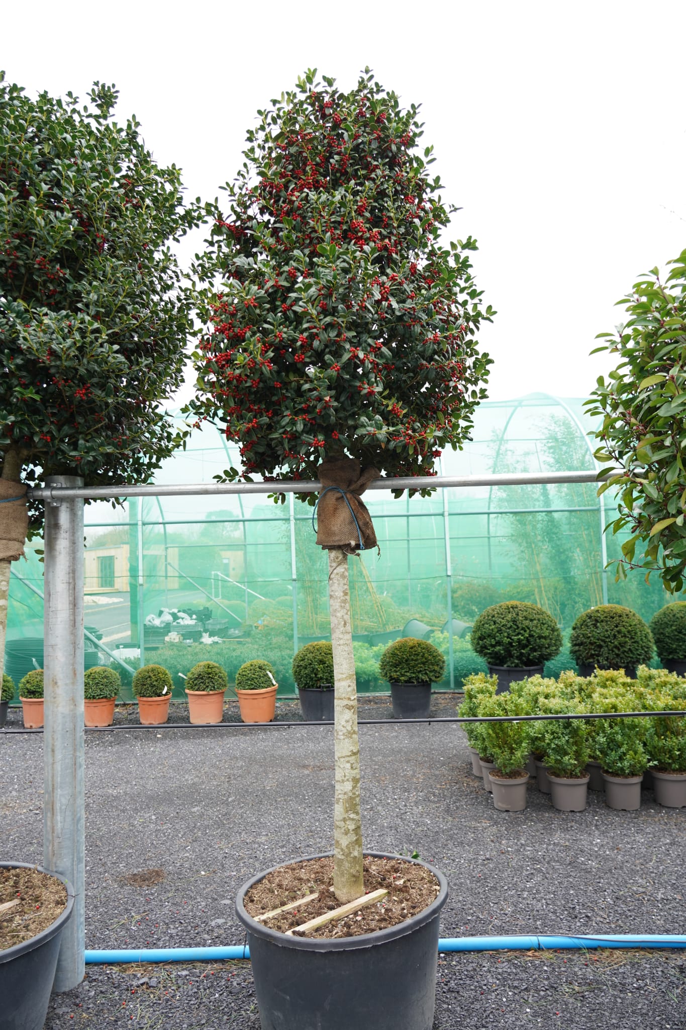 Ilex cornuta - Chinese holly