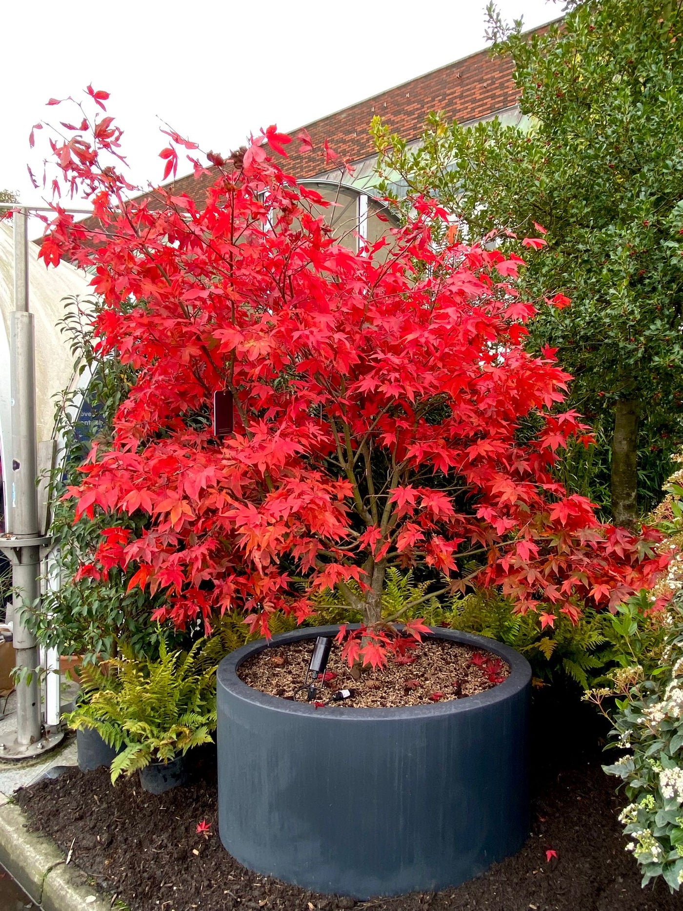 Acer palmatum 'Osakazuki' - Japanese maple