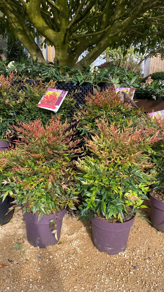 Nandina domestica 'Gulf Stream' - Sacred bamboo