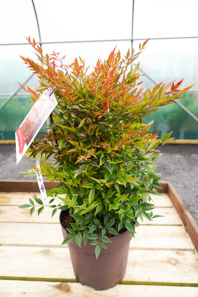 Nandina domestica 'Gulf Stream' - Sacred bamboo