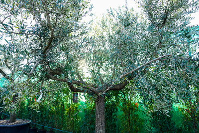 Olea europaea - Olive tree