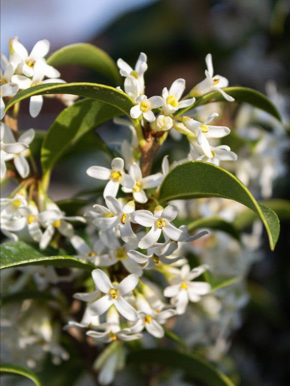 Osmanthus burkwoodii multi stem