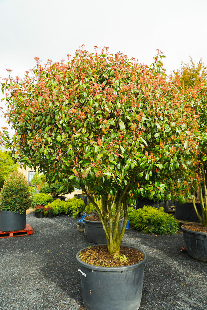 Photinia 'Red The Plant Collector