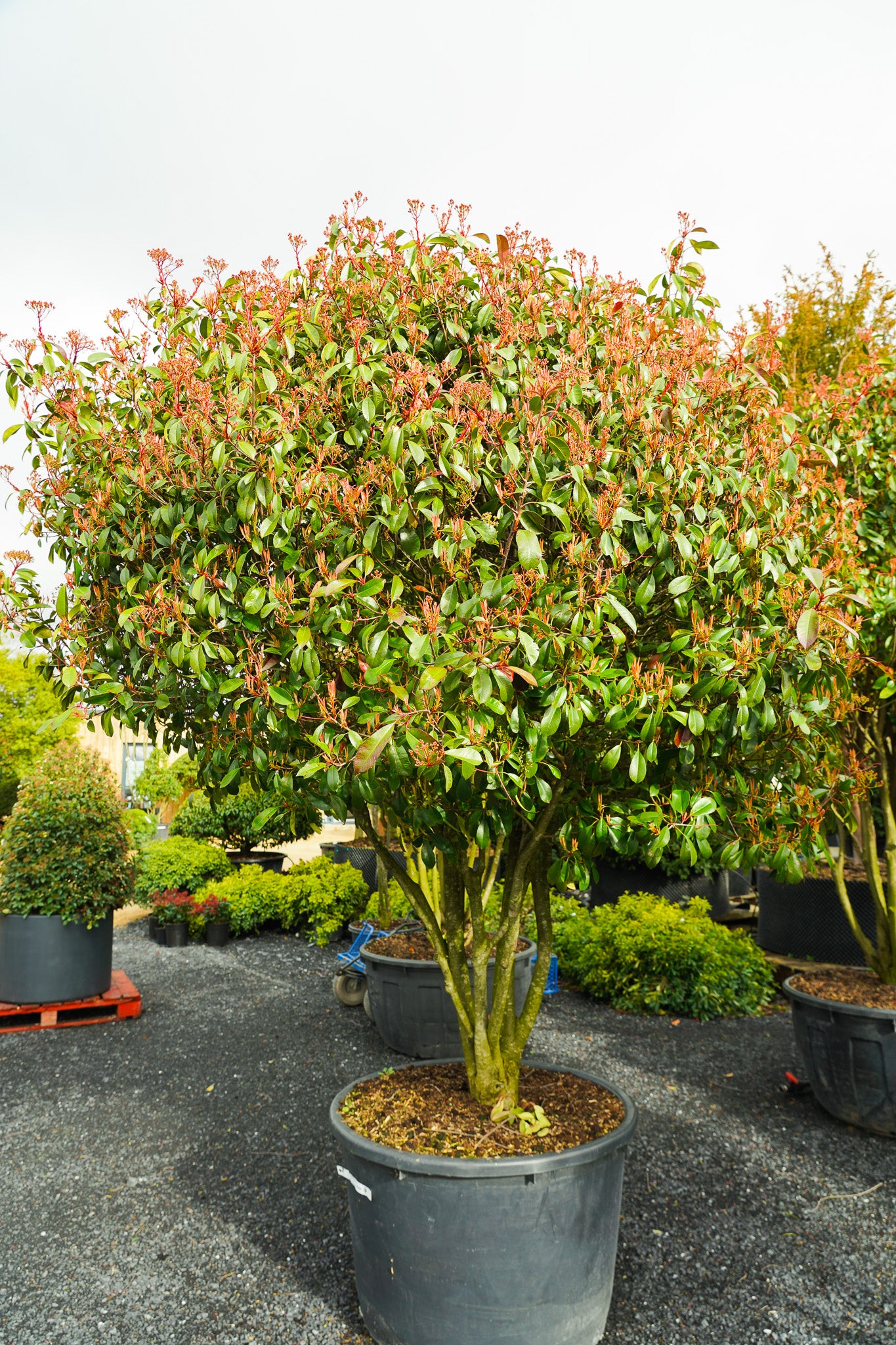 Photinia fraseri 'Red Robin' Multi stem tree