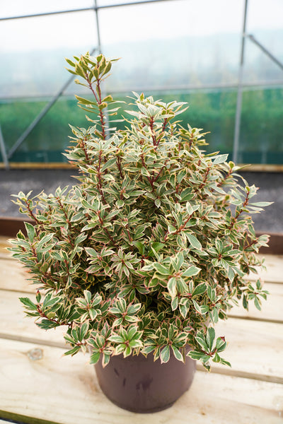 Pieris japonica 'Little Heath'