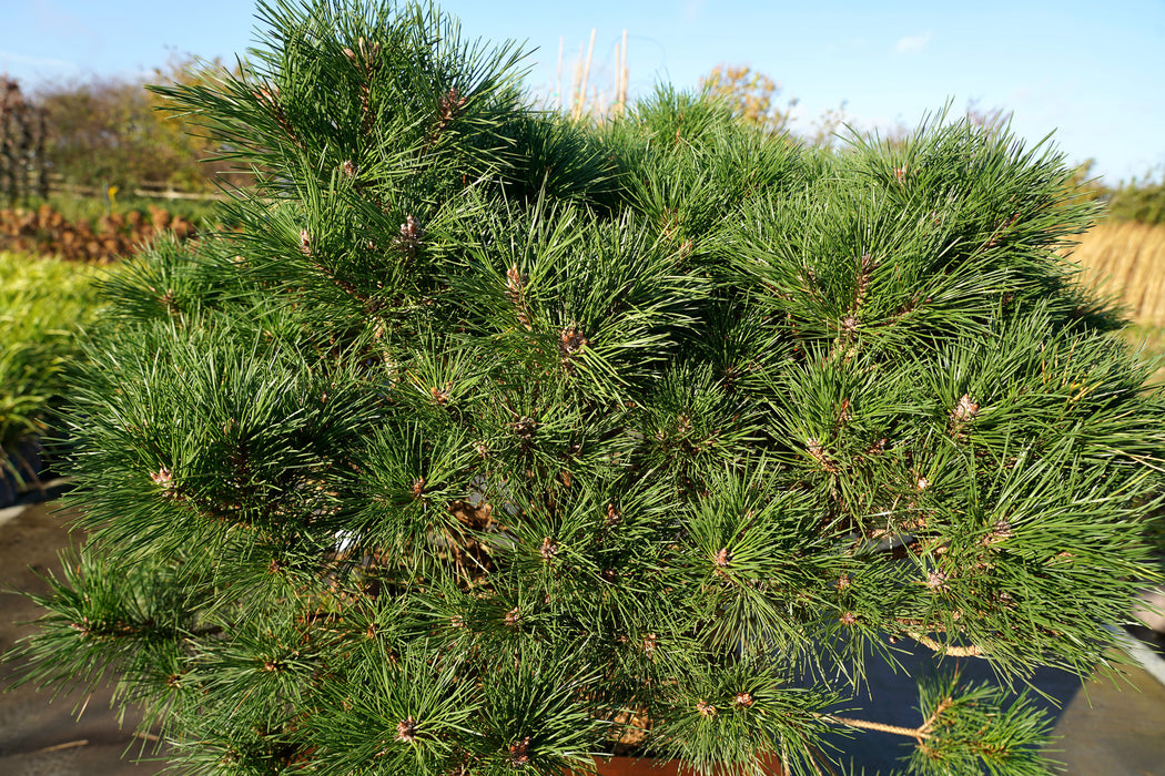 Pinus densiflora 'Benelux'