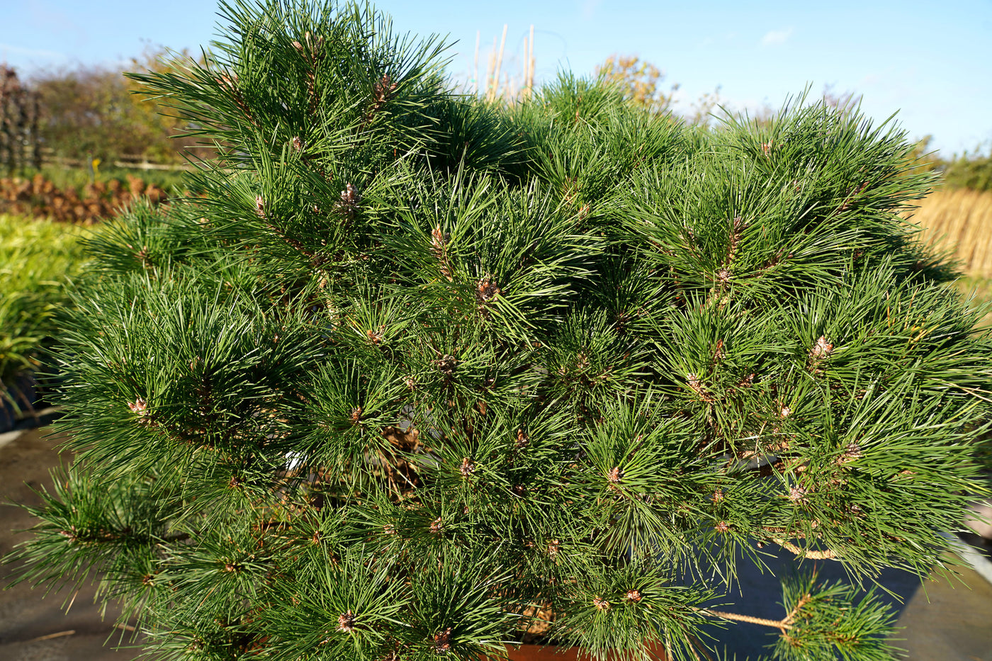 Pinus densiflora 'Benelux'