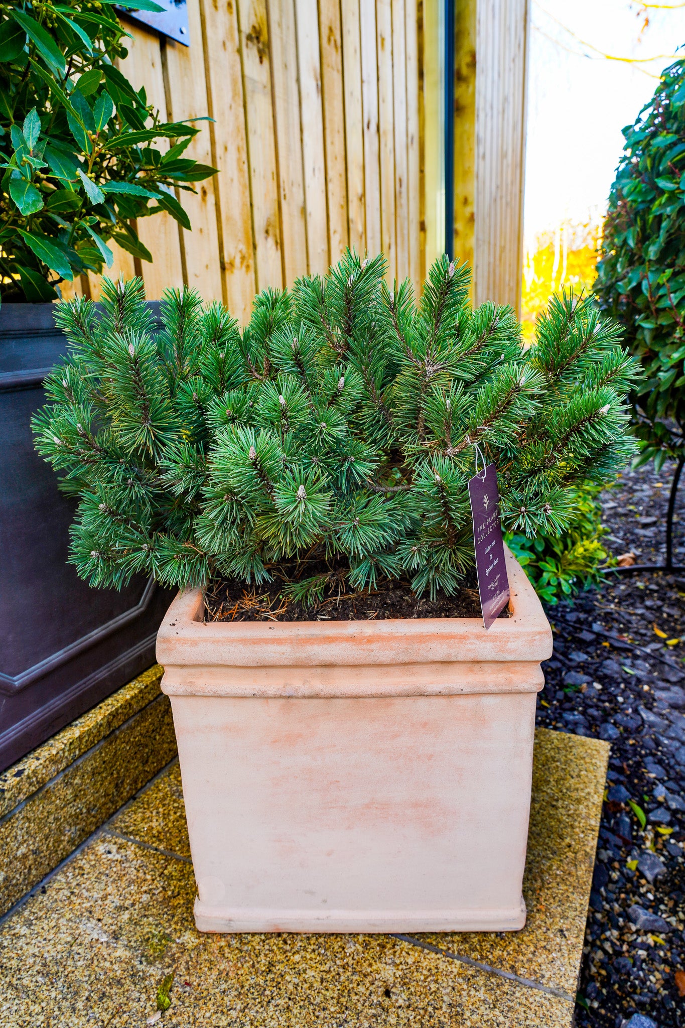 Pinus mugo 'humpy' - Pine