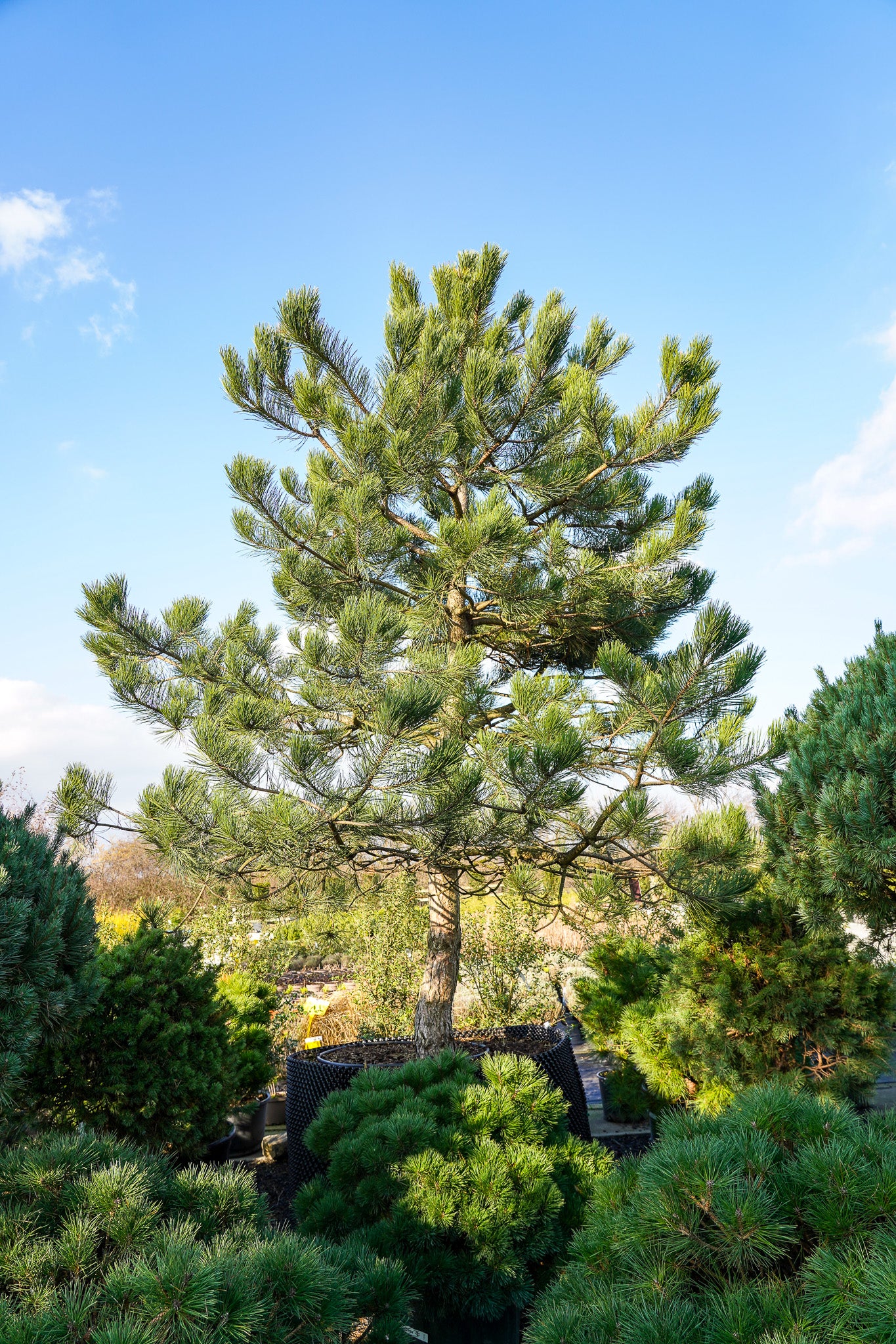Pinus sylvestris - Scots Pine tree