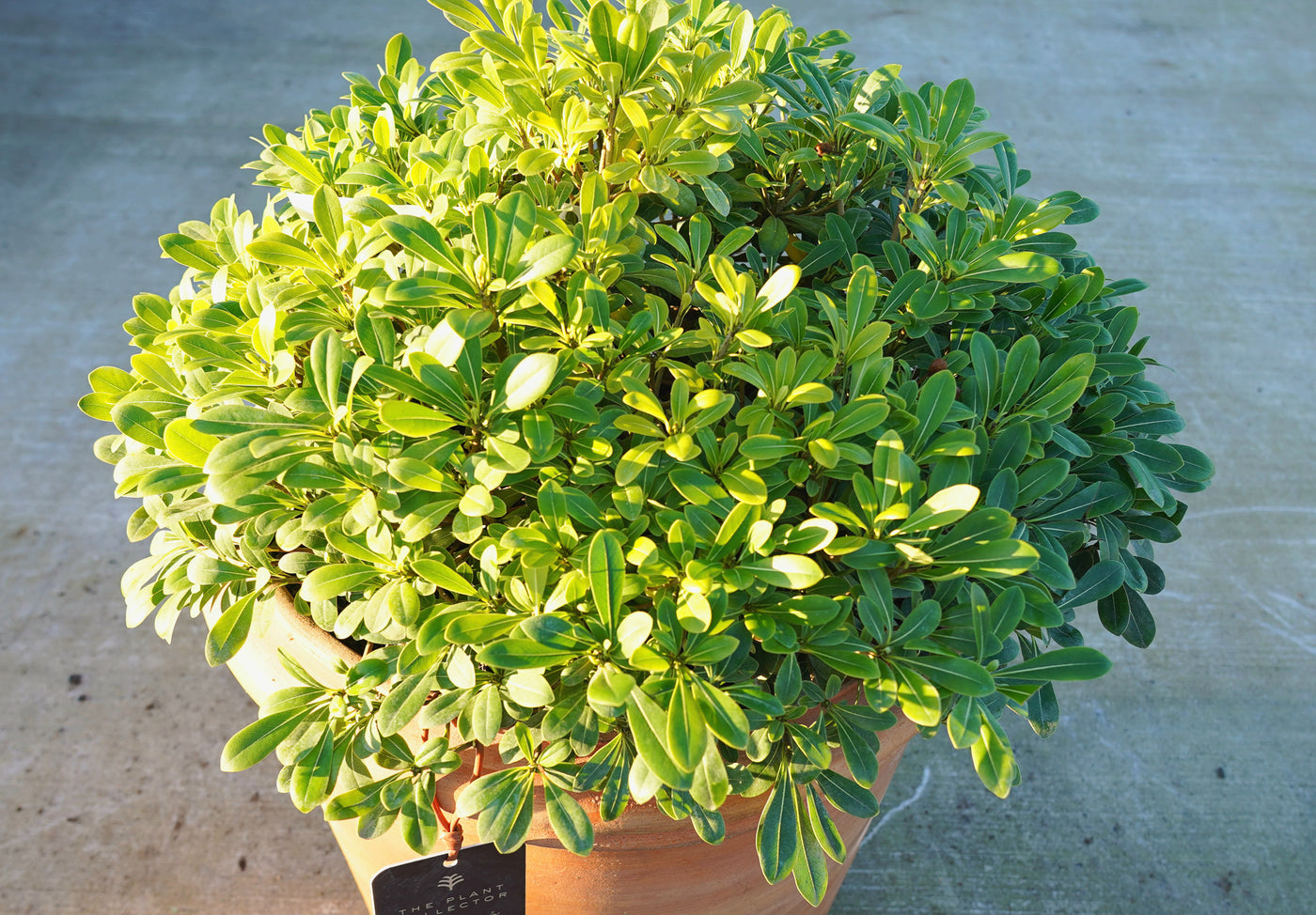 Pittosporum tobira 'Nanum'