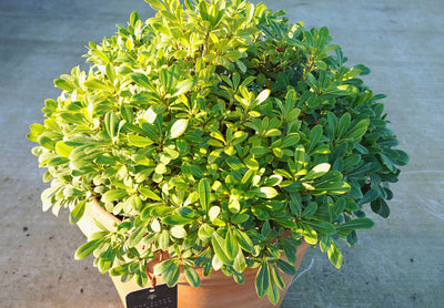 Pittosporum tobira 'Nanum'