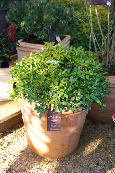 Pittosporum tobira 'Nanum'