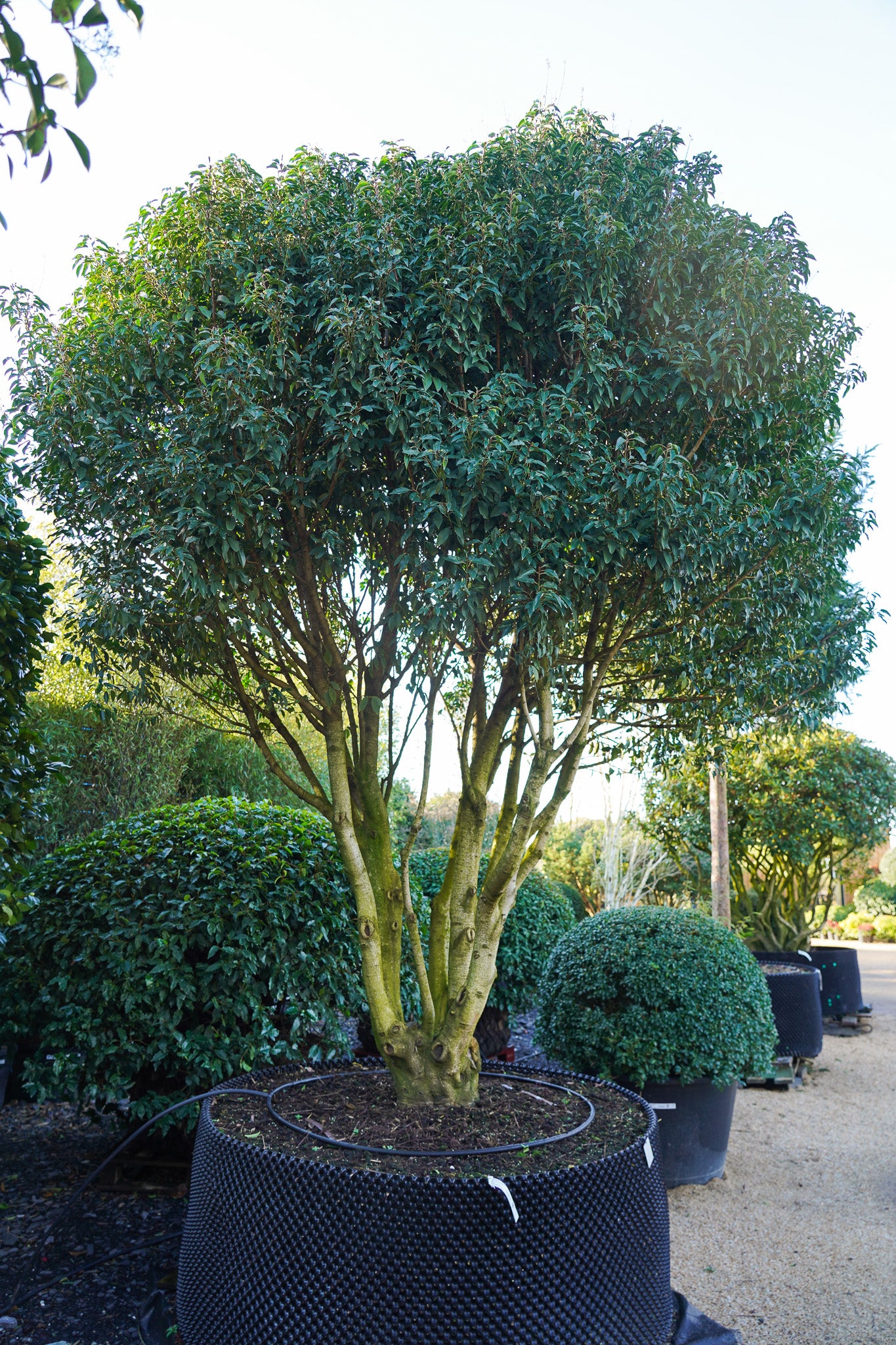 Prunus lusitanica - Portuguese laurel multistem tree