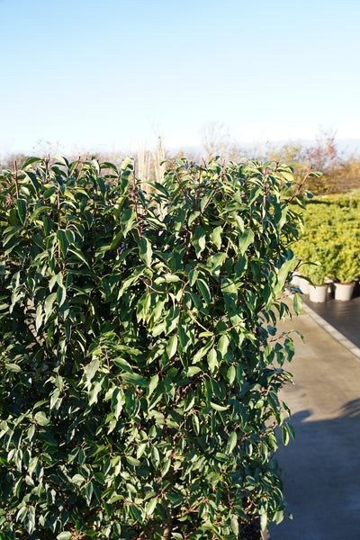 Prunus lusitanica 'Angustifolia' - Portuguese laurel