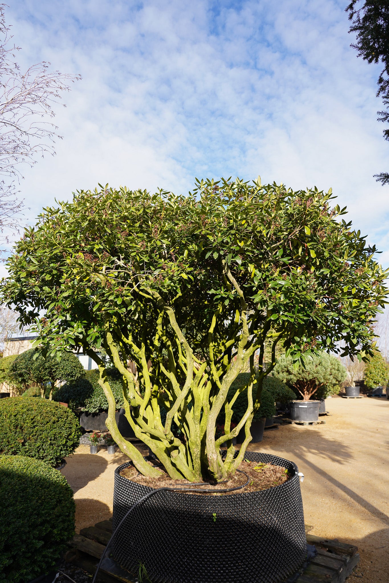 Rhododendron 'Cunningham's White' Multi stem tree