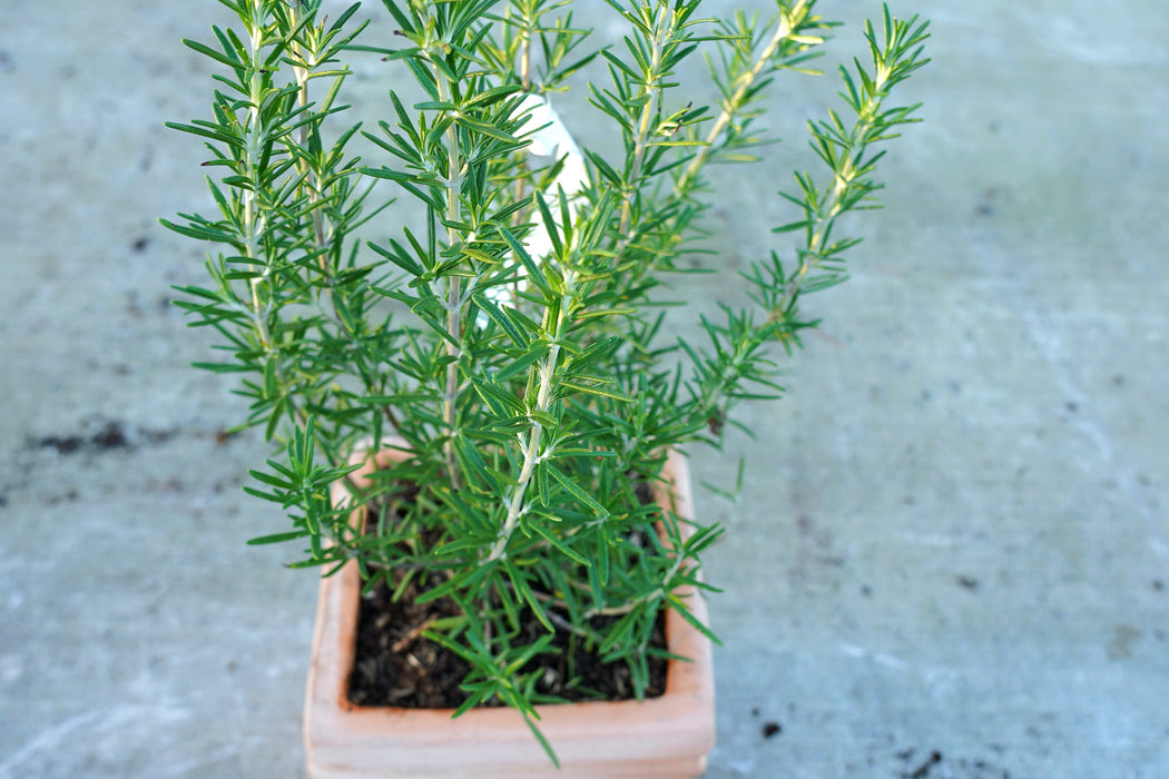 Rosmarinus officinalis - Rosemary