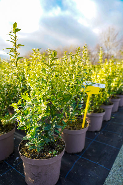 Sarcococca confusa - Sweet box