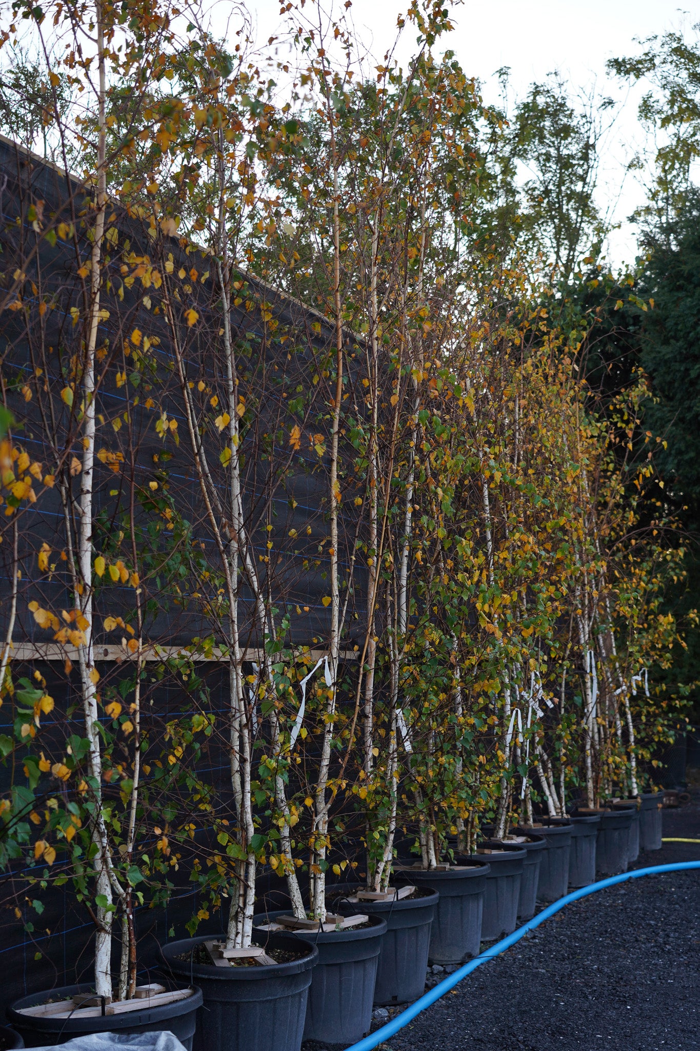 Betula pendula multistem - Silver Birch tree