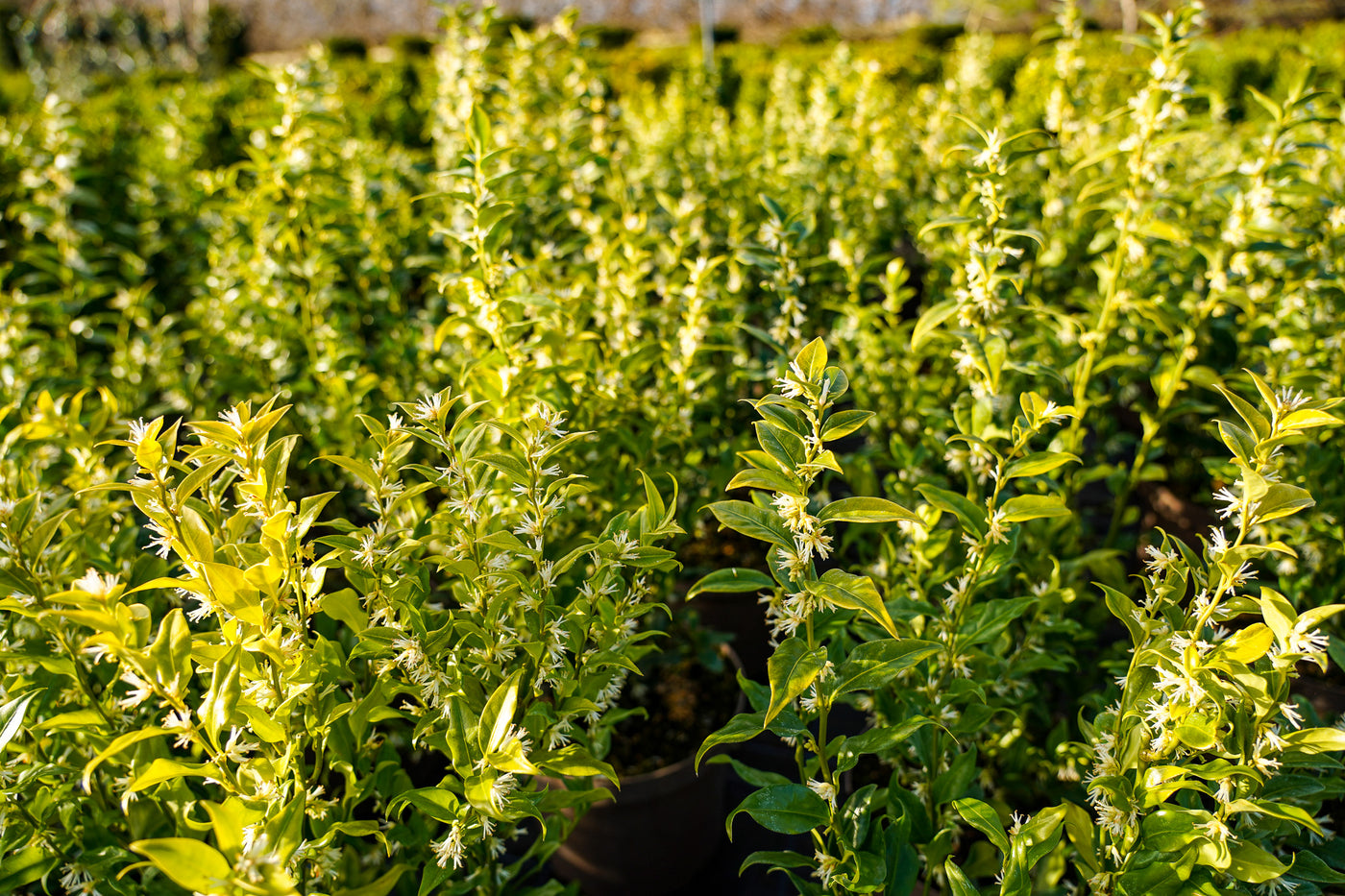 Sarcococca confusa - Sweet box