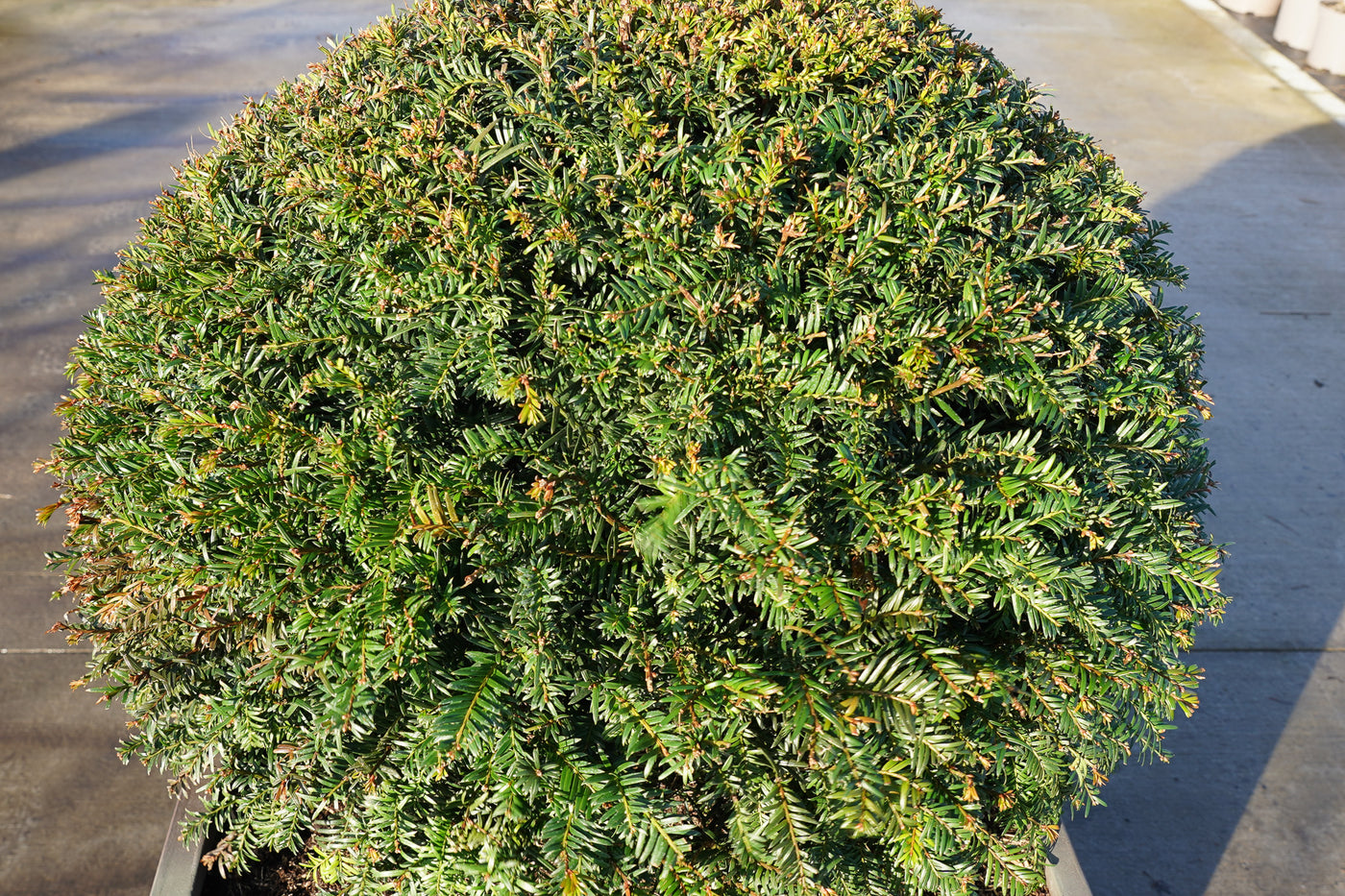 Taxus baccata - Irish yew