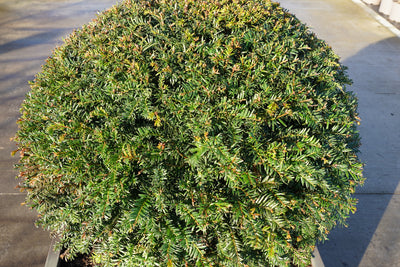 Taxus baccata - Irish yew