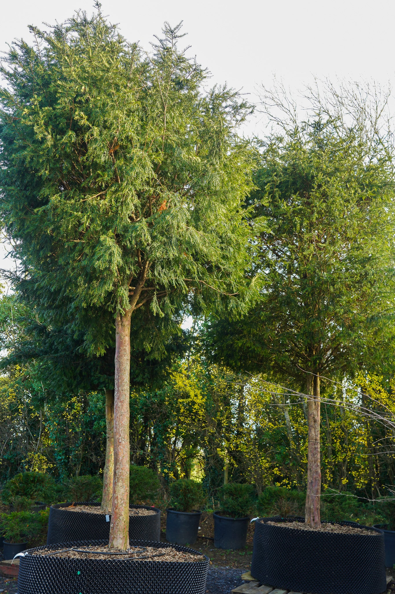 Taxus baccata - Irish yew